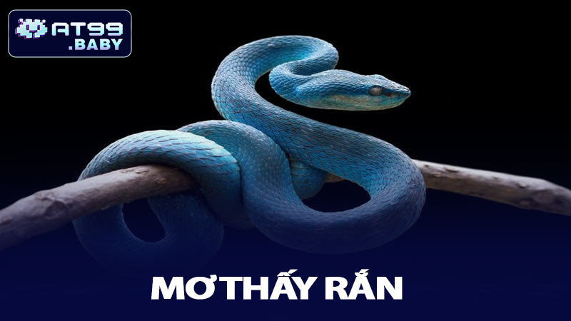 Mơ Thấy Rắn